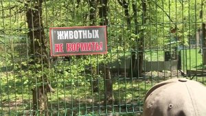 Про сочинских шакалов..