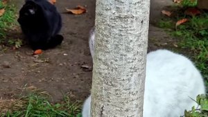 Лезгинский ХИНКАЛ Азербайджанская кухня Деревенская Кухня Рецепты бабушки