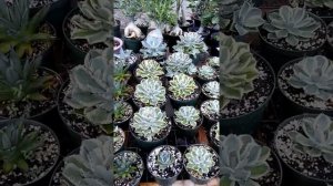 Agave and suculent collection