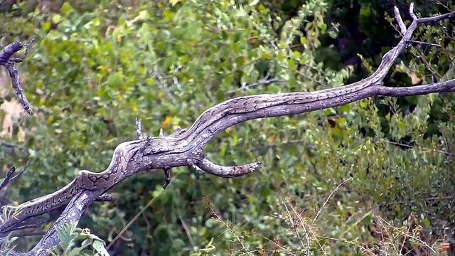 Африканский скальный питон - An African Rock Python смотреть онлайн
