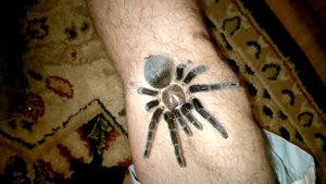 паук Brachypelma albopilosum на прогулке