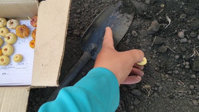 Делаю грядки, сажу гладиолусы и всего понемногу!!! смотреть онлайн