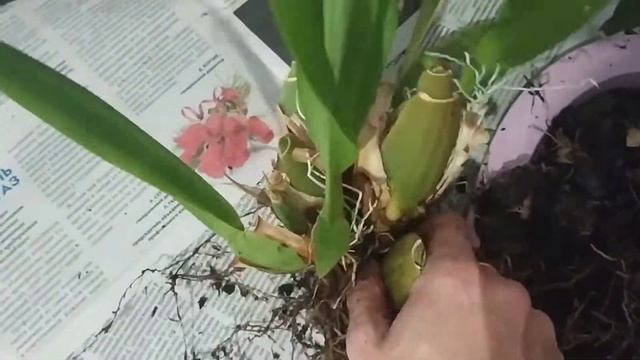 Пересадка и уход за орхидеей Камбрии.