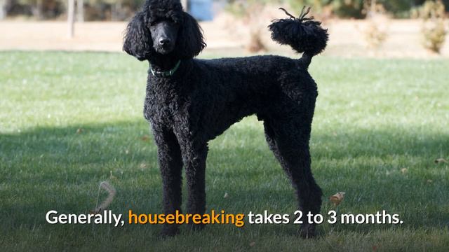 5 Amazing Tips for Poodle puppy care | How to take care of your Poodle puppy? смотреть онлайн