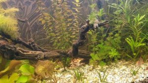 #аквариум #AQUAYER Подкормка растений в аквариуме