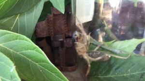 Жесть паук Фаланга в Волгограде