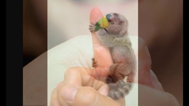 самые маленькие животные .