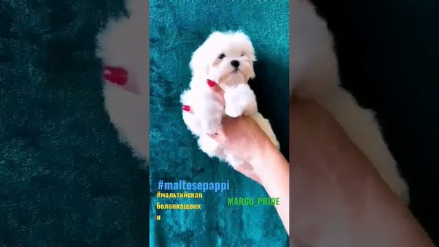 Мальтийская болонка щенки. Красивый мальчик мини мальтезе РКФ #мальтийскаяболонкамини
