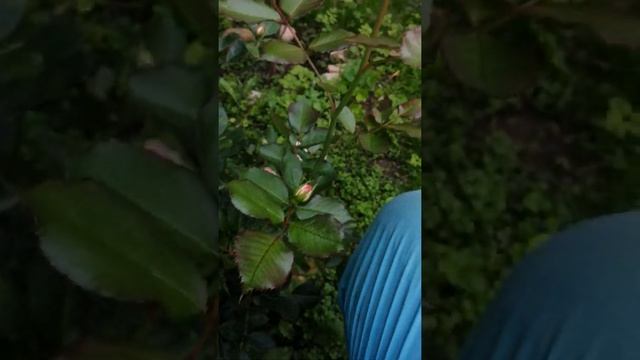 Роза Пастелла смотреть онлайн