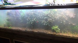 Блондинка в аквариуме  Эконом вариант