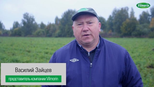 Морковь «Октаво F1» от компании «Вильморин» — лучший гибрид для мойки и фасовки смотреть онлайн