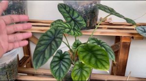 Aroids Weekly Update Series - Week 3 - Houseplants Outdoors - We Love Plant Growth