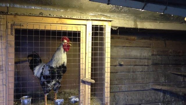 Юрловский петух 9месяцев смотреть онлайн