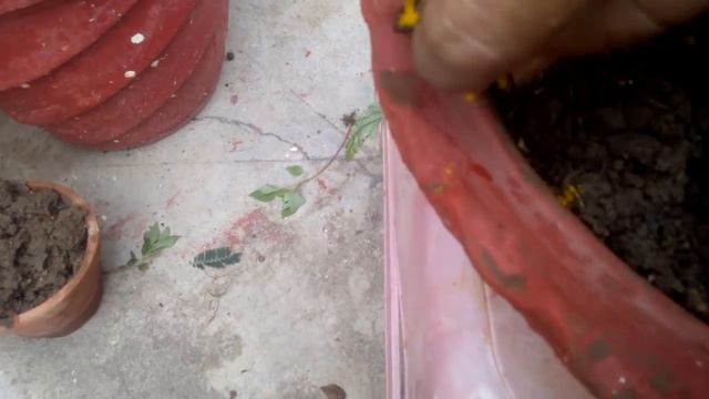 Must Try it# Save your Dying Rose plant #update