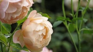 Rosa Peter Paul Rubens