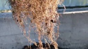 Сколько маточного корня малины, наросло в ящике  за три месяца!