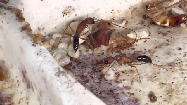 Семья сальтаторов . Смешно отреагировавшая особь ))))))на таракана которым пошевелили личинки . смотреть онлайн