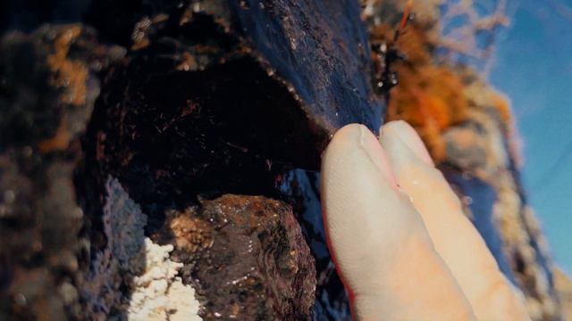 Ревун (снято на телефон в 4К) смотреть онлайн