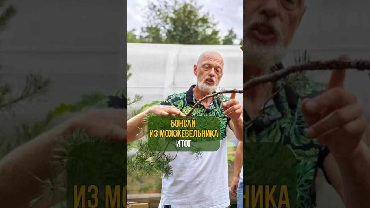 Бонсай из можжевельника. Итог