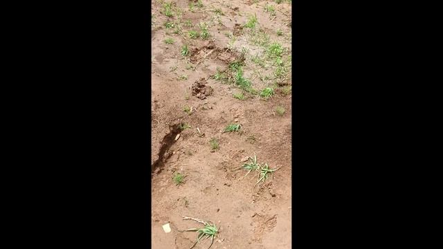 Жизнь в деревне/Покрасили забор бесплатной супер красивой краской/life in the village/супер забор смотреть онлайн