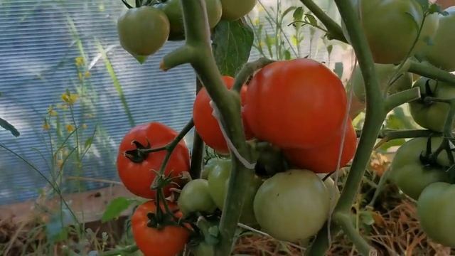 Томат Аннушка Старый сорт Башкирия 2022 год смотреть онлайн