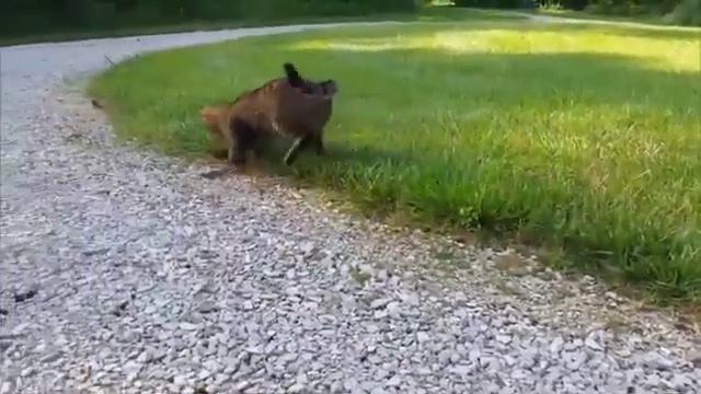 Бурундуки рулят смотреть онлайн