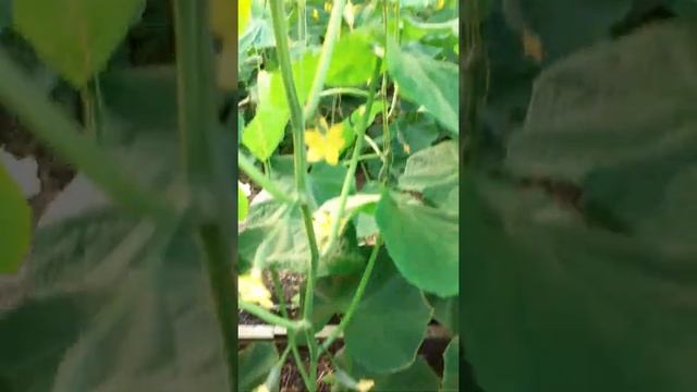 Формировка огурца осенью на высокой шпалере. Гибриды СВ4097, Штандарт. смотреть онлайн