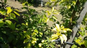 Интенсивный сад на 15 сотках