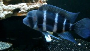 Фронтоза - 1,5 года