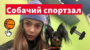 Собачий тренажёрный зал (кинологический) | Сходи Посмотри спортзал для собак Санкт-Петербург