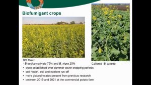 Biofumigant cover cropping to manage verticillium wilt in potatoes – A case study