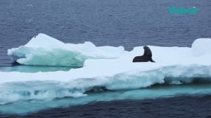 Бинокли Veber Nature Russia