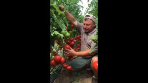 Лучшее от Seminis: Матиссимо - неприхотлив в производстве, стабилен в качестве
