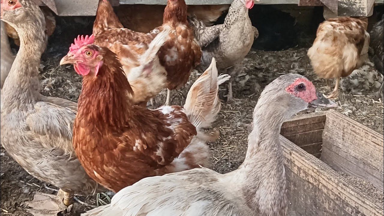 Чтобы куры не садились на яйца смотреть онлайн