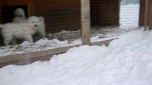 Щенки маремма абруццкой овчарки (часть 2)