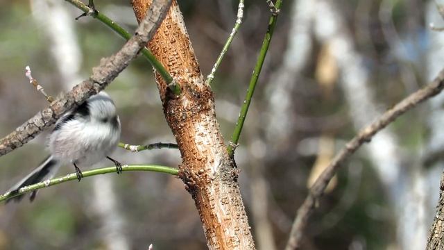 ОПОЛОВНИК, Синица Длиннохвостая, Long-Tailed Tit