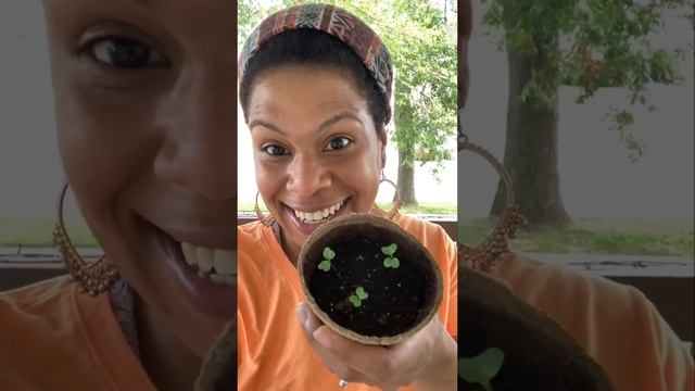 Broccoli Romanesco Update ?