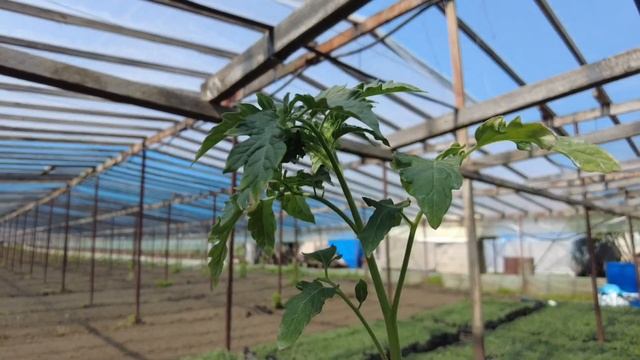 Все подкормки рассады томата. Удобрения, стимуляторы, защитные мероприятия смотреть онлайн