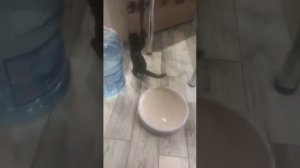 Кошка катается на роботе пылесосе