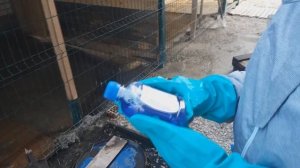 Чистка вольера для собак весной. Дезинфекция вольера.