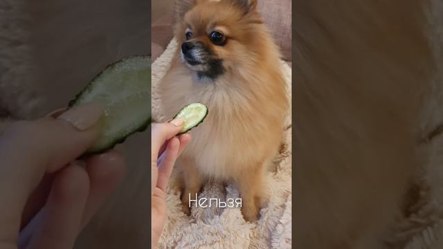 Вкусный огурчик