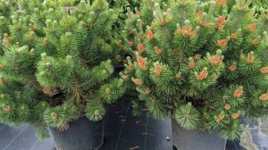 Сосна горная "Мумпитц" Pinus mugo "Mumpitz"