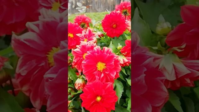 Георгины в саду.?(Dahlias in the garden)