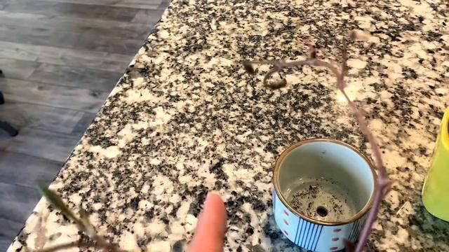 Anacampseros Sunrise Succulent Plant Care & Propagating. Anacampseros rufescens смотреть онлайн