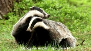 Барсучьи норы Пришвин М.М
