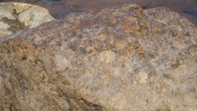 Ondatra zibethicus. Река Нева (пос. Петрушино). Весна 2015 года. смотреть онлайн