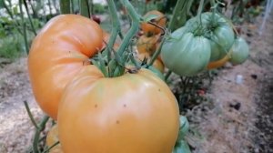 Томат Желтый Волынщик (Gelber Ochsenherz)