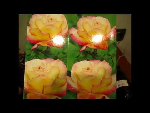 АГРОФИРМА ПОИСК.ОБЗОР ДВУХ ПОСЫЛОК.МОЙ ВЫБОР СОРТОВ. смотреть онлайн