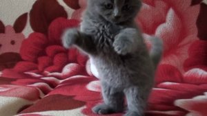 Купили прикольного котенка, веселун еще тот :-))