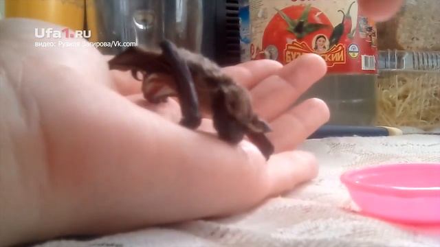 Уфимка выхаживает детеныша летучей мыши смотреть онлайн